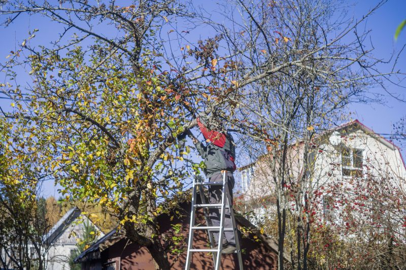 Catalpa Tree Trimming
