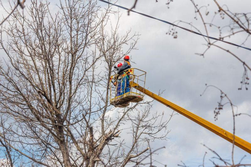 Catalpa Tree Trimming