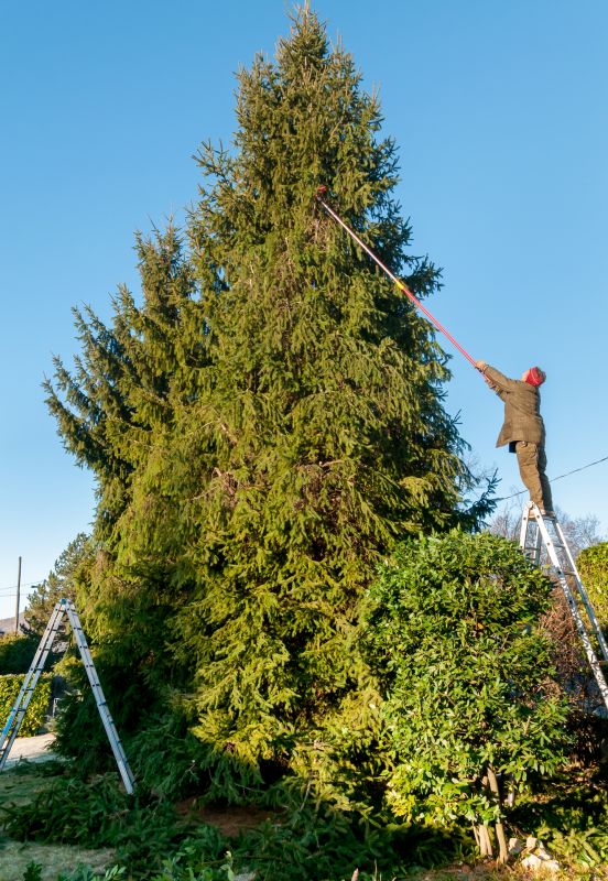 Catalpa Tree Trimming