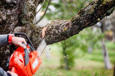 Catalpa Tree Trimming