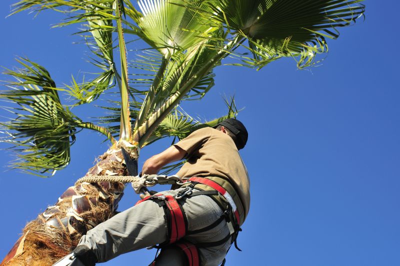 Catalpa Tree Trimming