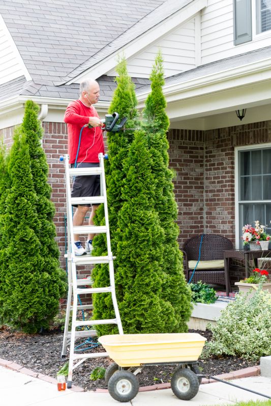 Catalpa Tree Trimming