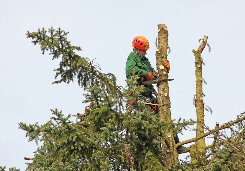 Catalpa Tree Trimming