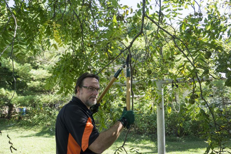 Catalpa Tree Trimming