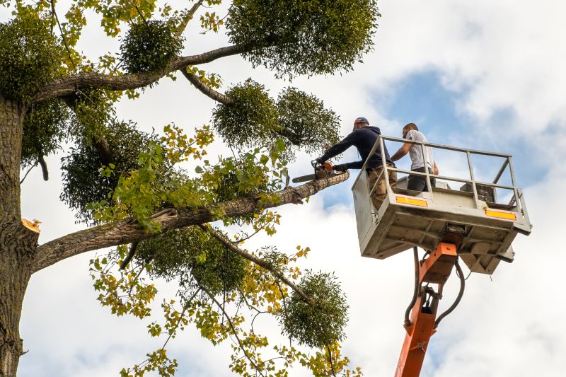 Catalpa Tree Trimming