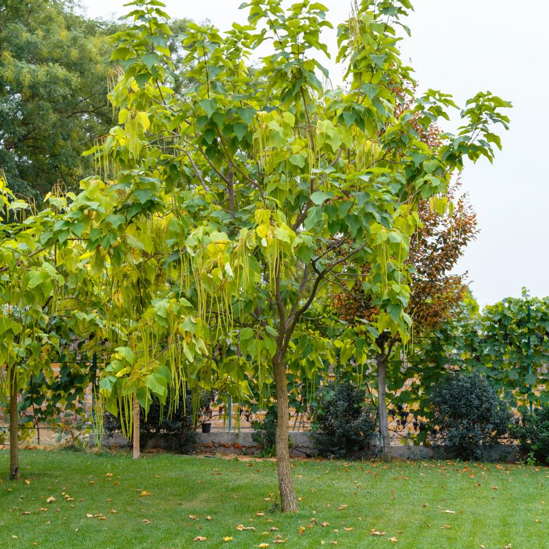 Catalpa Tree Trimming