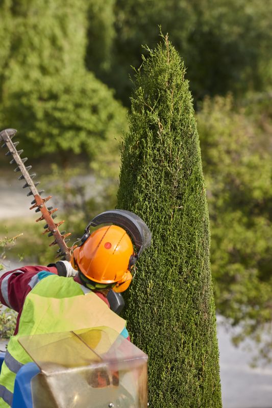 Catalpa Tree Trimming