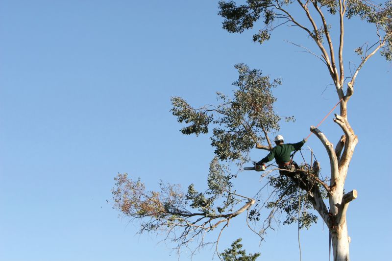 Catalpa Tree Trimming