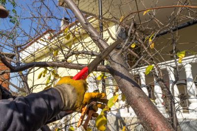 Catalpa Tree Trimming