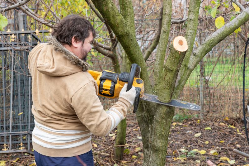 Catalpa Tree Trimming