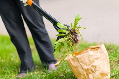 Flower Bed Weeding Service in Aiken, SC