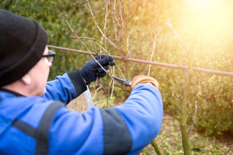 Juniper Pruning in Aiken, SC