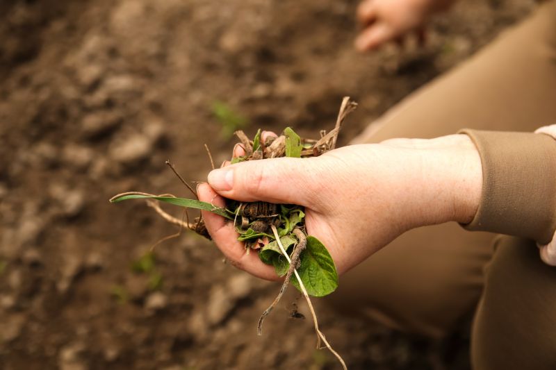 Weeding Service in Honolulu, HI
