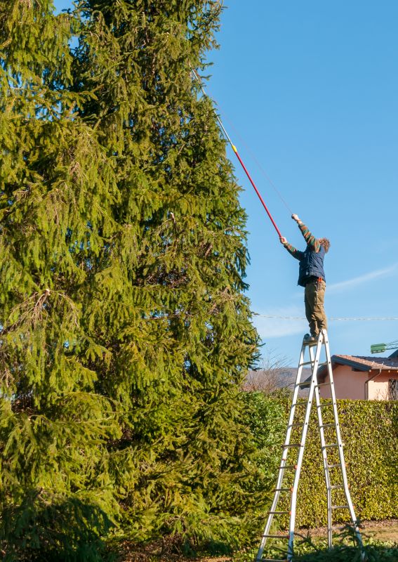 Tree Maintenance Contractors
