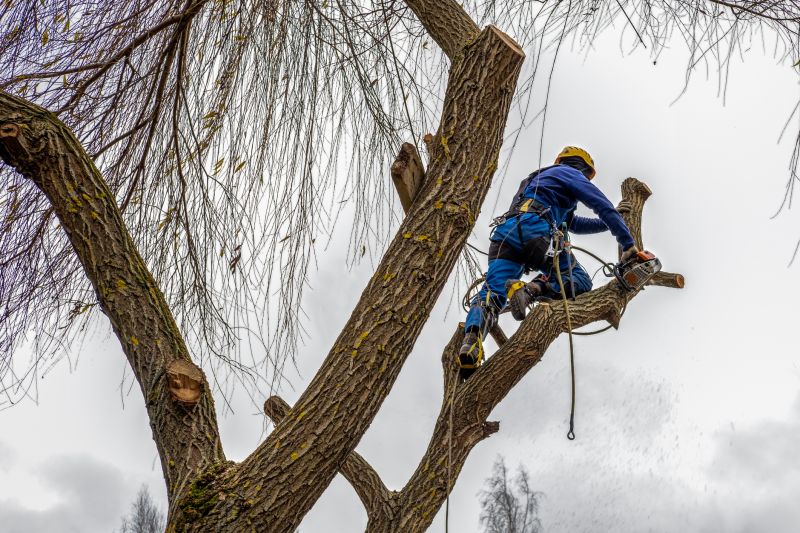 Professional Tree Service