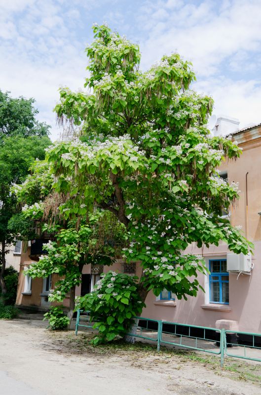 Catalpa Tree Trimming