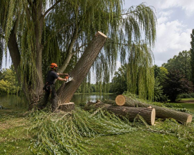 Maple Tree Removal in Pottstown, PA