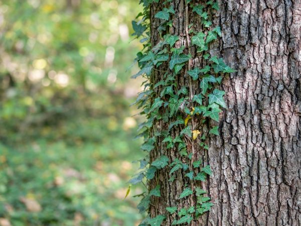 Tree Vines Removal