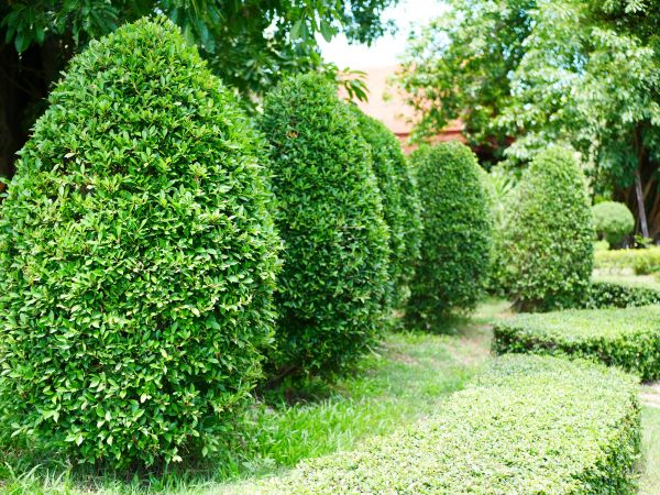 Evergreen Tree Trimming