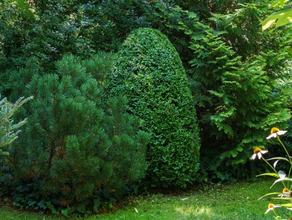 Evergreen Maintenance
