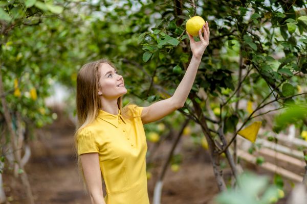 Citrus Tree Care