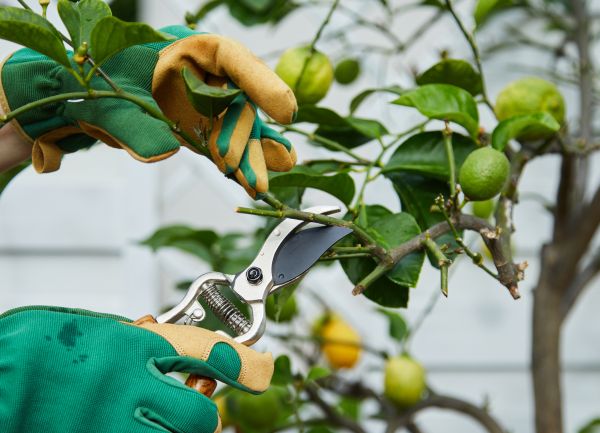 Citrus Tree Maintenance