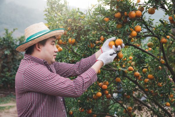 Citrus Tree Shaping