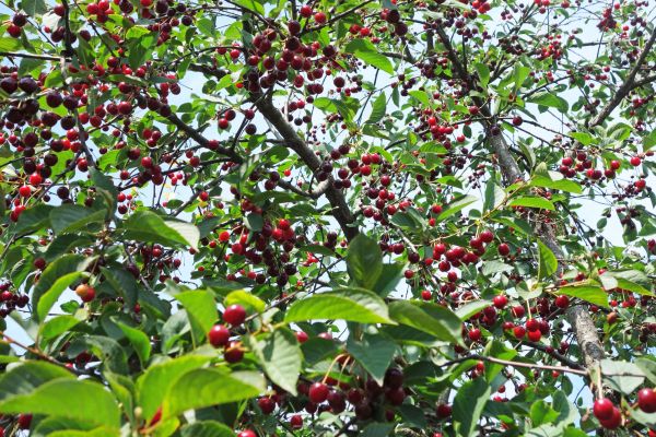 Cherry Tree Grooming