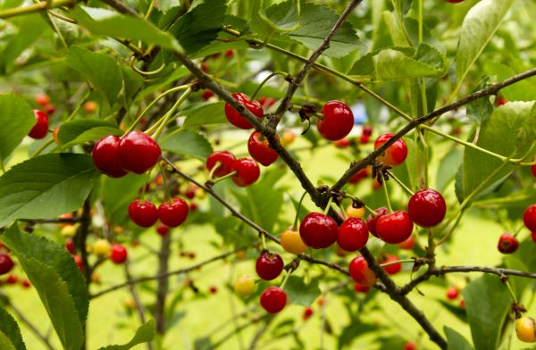 Cherry Tree Shaping