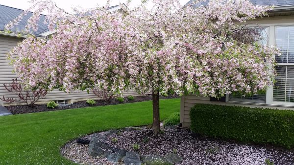 Crabapple Tree Pruning
