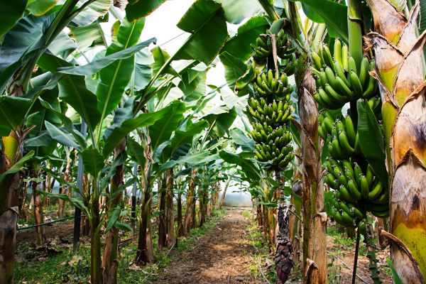 Banana Tree Pruning