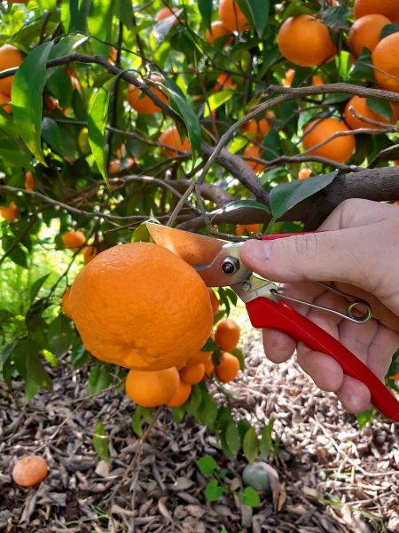Kumquat Tree Pruning
