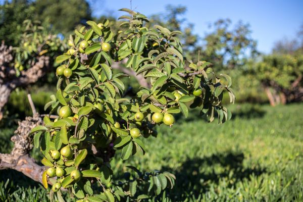 Guava Tree Shaping