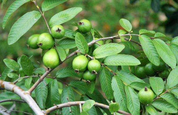 Guava Tree Cutting