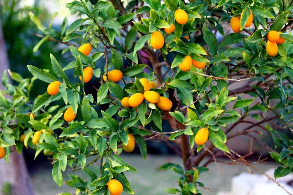Kumquat Tree Shaping