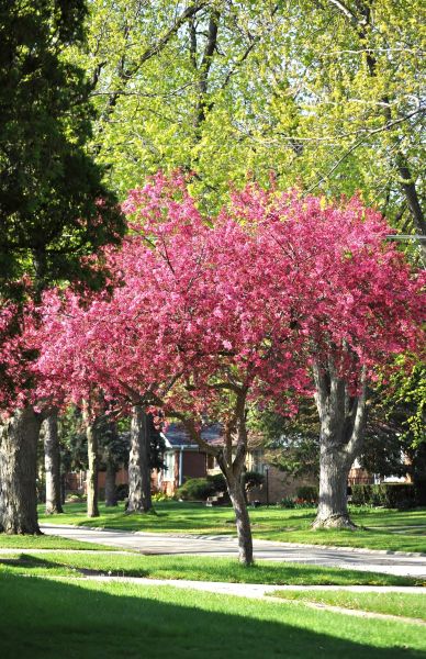 Crabapple Tree Shaping