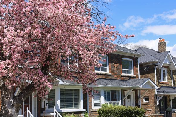 Crabapple Tree Trimming