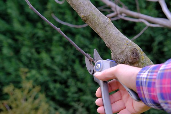 Fig Pruning