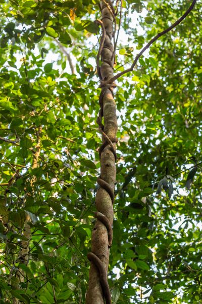 Fig Tree Cutting