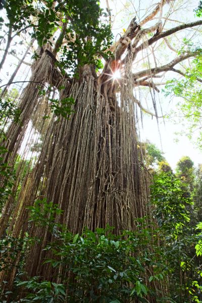 Fig Tree Trimming