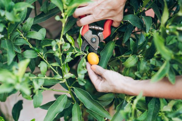 Kumquat Pruning
