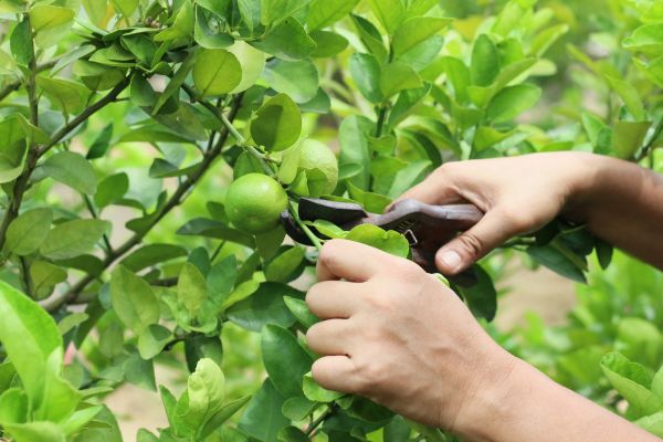 Lime Pruning