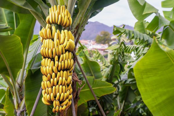 Banana Tree Trimming