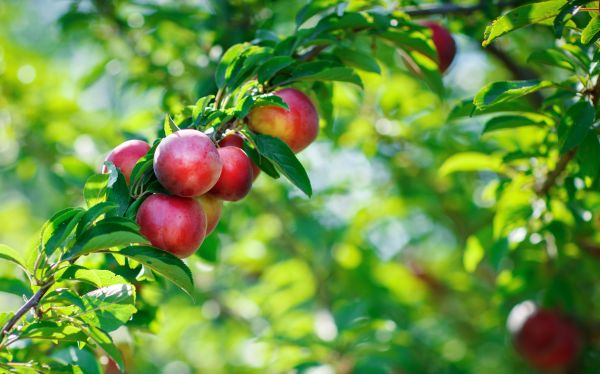 Nectarine Tree Shaping