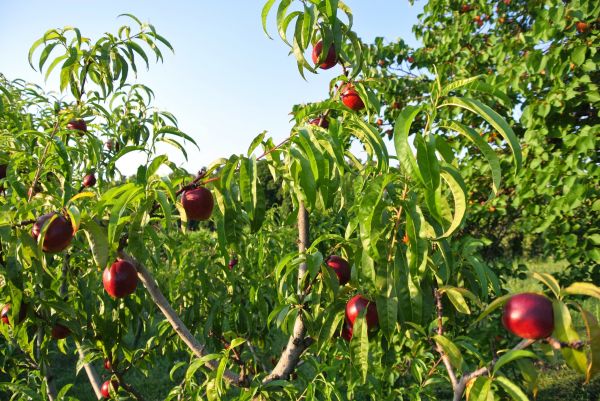 Nectarine Tree Trimming