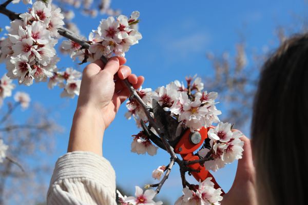 Blossom Tree Pruning